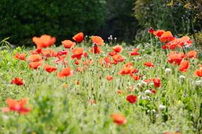 Flower Poppy Spring