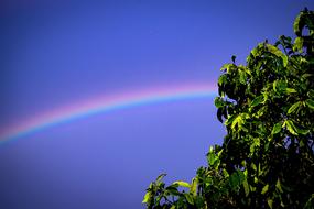 Rainbow and Tree and Leaf