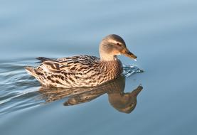 mallard Duck on Water with Reflection