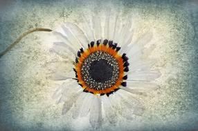 texture flower background drawing