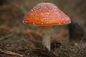 Red Amanita Mushroom Poison