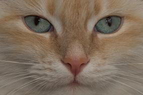 Fluffy beautiful cat with green eyes