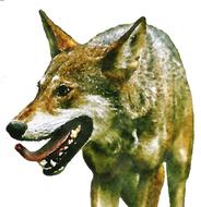 wolf predator watercolor drawing