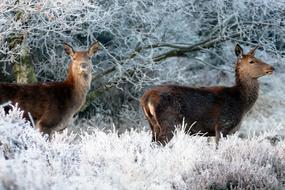 Deer in frosty winter