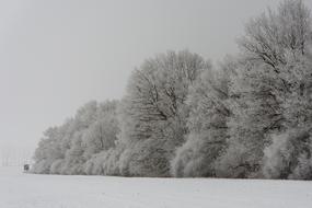 cold Wintry Forest