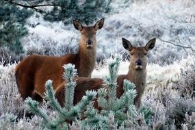 Deer Animals at winter Nature