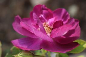 Purple Rose Summer