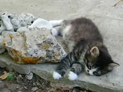 kitten sleeps on a concrete slab