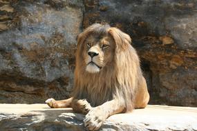 a lion with a long mane lies on a stone