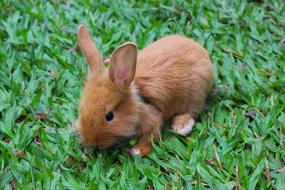 goodly Rabbit Animal