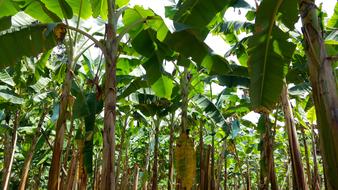banana trees are beautiful