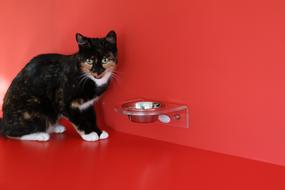 spotted cat sits near a bowl