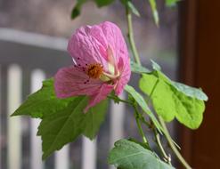 Flowering Maple Container Plant