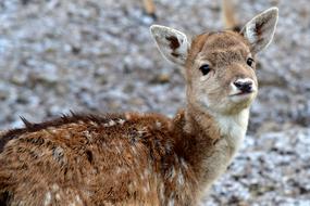 Beautiful and colorful, cute, spotted deer