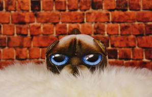 Soft Toy Cat