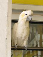 goodly Bird Exotic