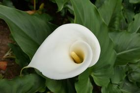 Calla White Pure Vegetable