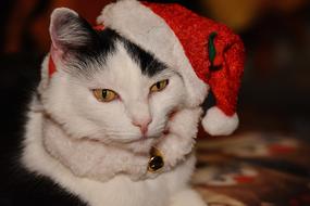 portrait of goodly Cat with Christmas Santa Hat