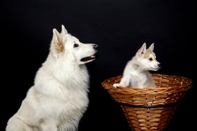 portrait of goodly Cute white Dogs