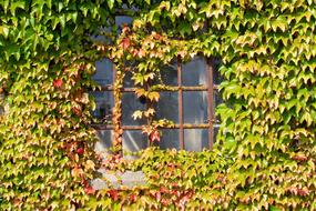 old window in grape leaves