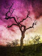 drawing of a dead tree on a colored background