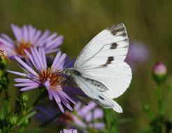 Butterfly violet flowers