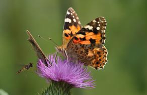 tiger butterfly and flying insect sit on a blooming thistle