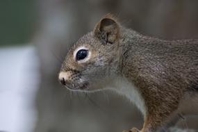 Squirrel Baby Portrait macro