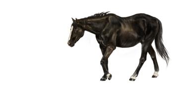 black big horse