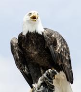 Adler Bald Eagle