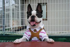 boston terrier in funny costume