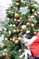 boston terrier on christmas tree background