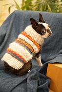 photo boston terrier in a striped sweater