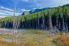 Lake Forest Landscape