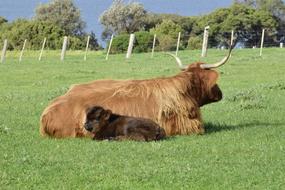 fabulous Cows Lying Grass