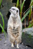 charming Meerkat wildlife