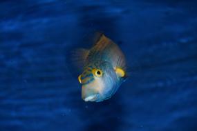 tropical fish in blue ocean water