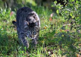 gray cat in the garden on a sunny day