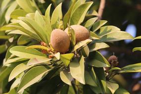 Sapodilla Chiku Fruit