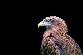 stunningly beautiful Bird Of Prey