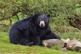 black bear on green grass in the zoo