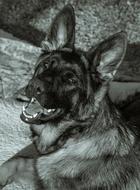 Dog with sharp teeth, German Shepherd