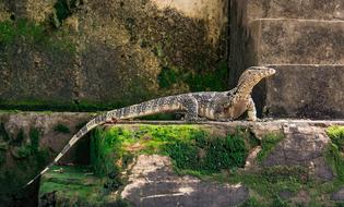 big lizard on a rock