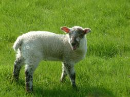 black and white sheep in spring pasture