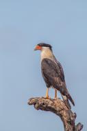 raptor bird on dry tree trunk, Crested Caracara, Mexican eagle
