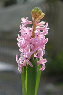 pink house flower