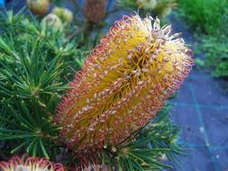 Banksia Spinulosa