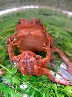 Frog Toad Amphibian