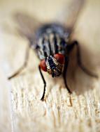 goodly Fly Insect