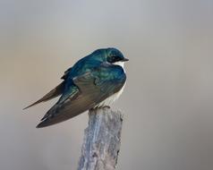 goodly Swallow Bird